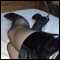 Leather lover new to scene