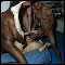 , Looking for BLACK guys for 2 girl gangbang...