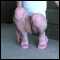 Pretty young TG gal with sexxy legs and feet