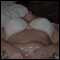Derby, Bi Couple seek similar
